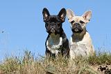 BOULEDOGUE FRANCAIS 515